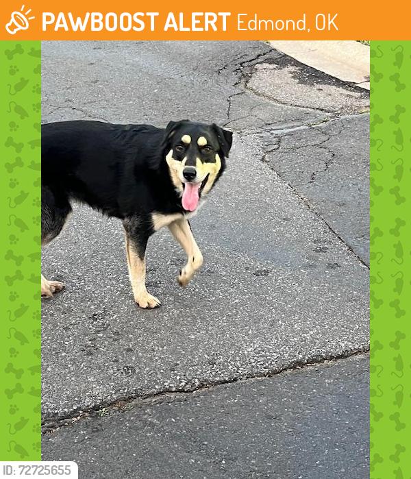 Found/Stray Male Dog last seen Cascata Falls neighborhood near corner of Simmons & Bryant in Edmond, Edmond, OK 73034