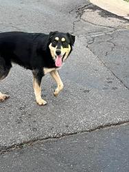 Found/Stray Male Dog last seen Cascata Falls neighborhood near corner of Simmons & Bryant in Edmond, Edmond, OK 73034