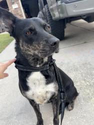 Found/Stray Female Dog last seen Near and Painted Blvd, Porter, TX 77365