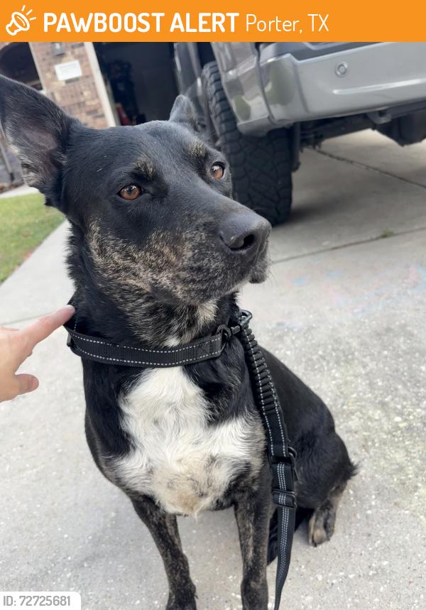 Found/Stray Female Dog last seen Near and Painted Blvd, Porter, TX 77365