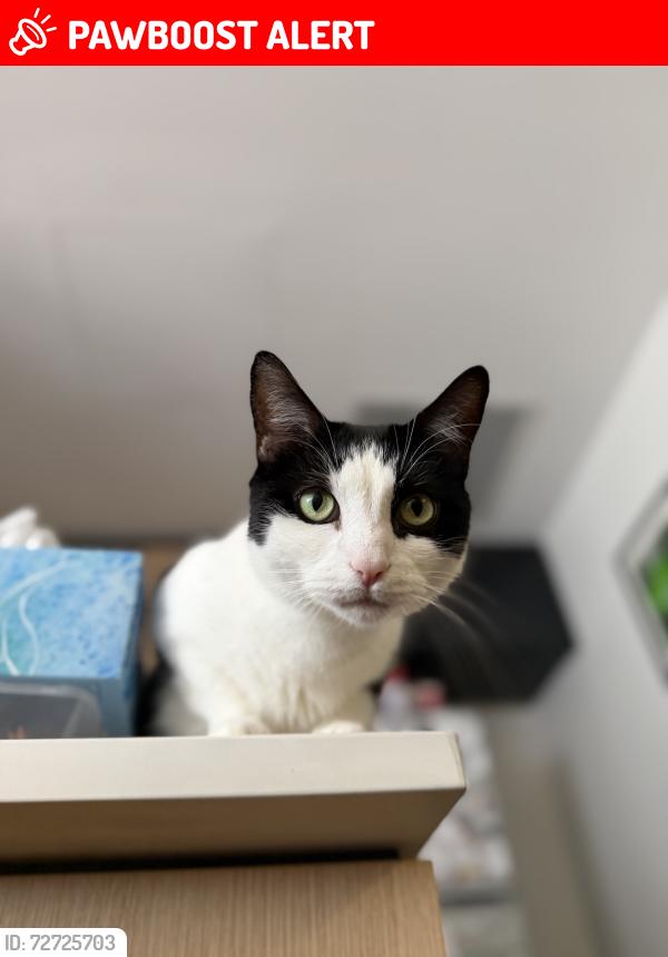 Lost Male Cat last seen Ngort Drive, Cockburn Central, WA 6164