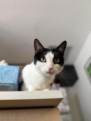 Lost Male Cat last seen Ngort Drive, Cockburn Central, WA 6164
