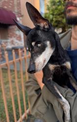 Found/Stray Female Dog last seen Hollywood near Western Ave, Los Angeles, CA 90038