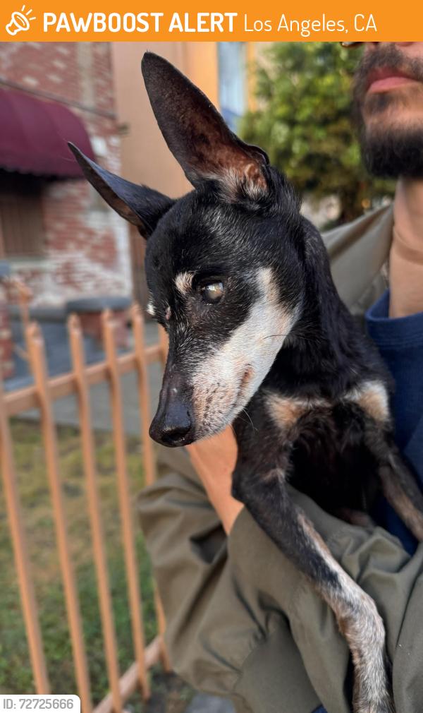 Found/Stray Female Dog last seen Hollywood near Western Ave, Los Angeles, CA 90038