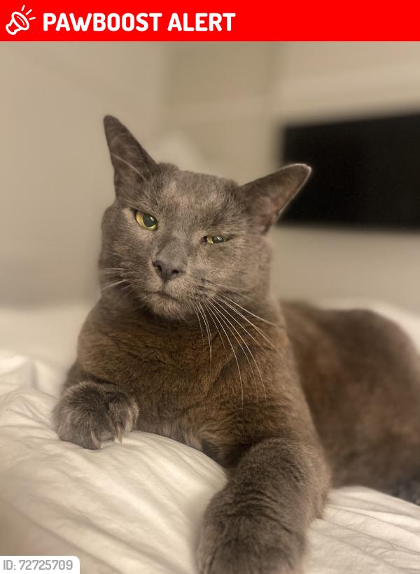 Lost Male Cat last seen Mowbray Road , Tyne and Wear, England NE33 3BB