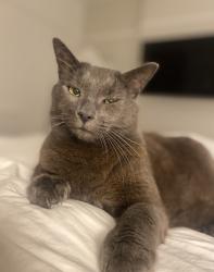 Lost Male Cat last seen Mowbray Road , Tyne and Wear, England NE33 3BB