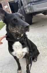 Found/Stray Female Dog last seen Near and Painted Blvd, Porter, TX 77365