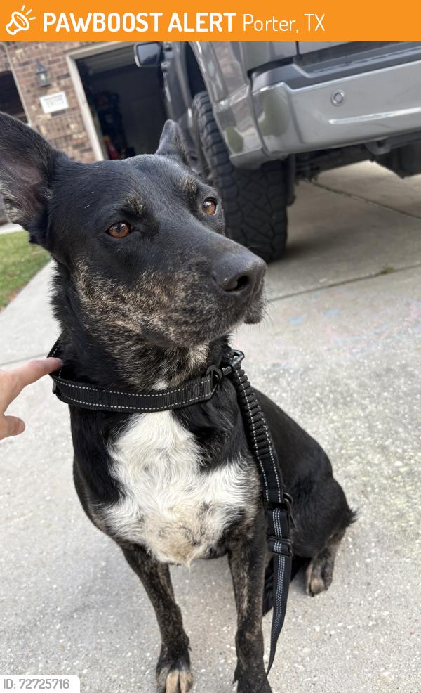 Found/Stray Female Dog last seen Near and Painted Blvd, Porter, TX 77365