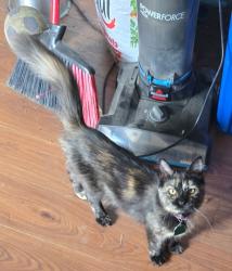 Lost Female Cat last seen Bakker park, Sioux Falls, SD 57106