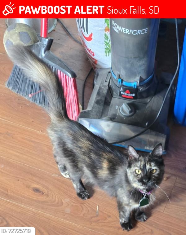 Lost Female Cat last seen Bakker park, Sioux Falls, SD 57106