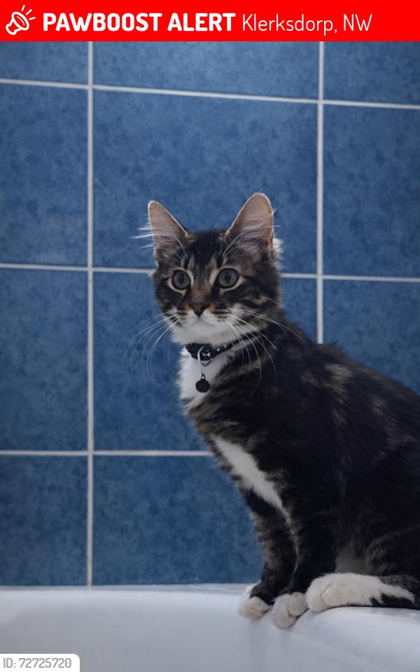 Lost Male Cat last seen William street, Klerksdorp, NW 2571