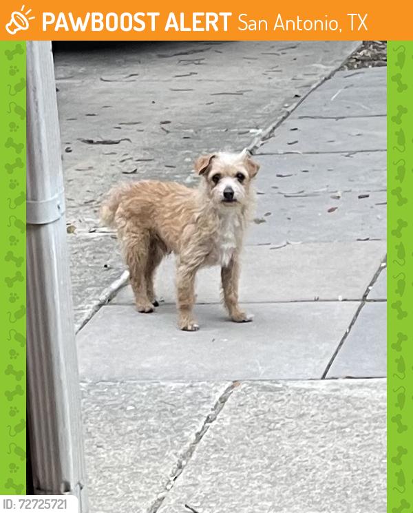 Found/Stray Male Dog last seen Brisa Royale , San Antonio, TX 78251