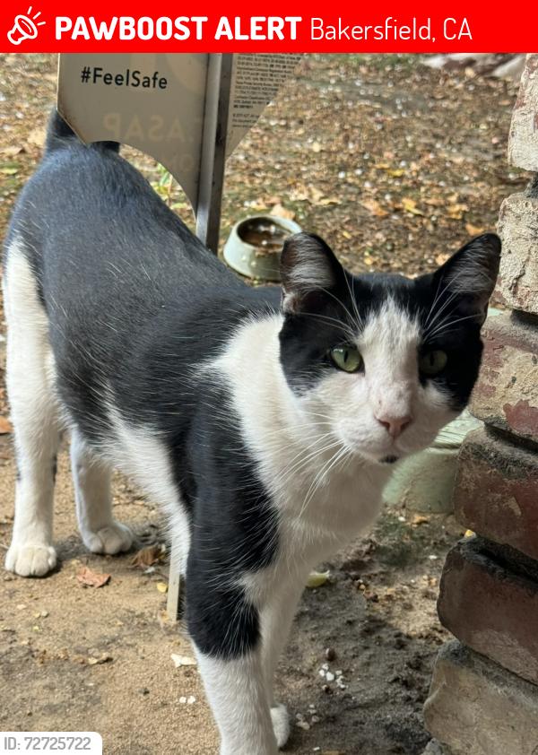 Lost Male Cat last seen North Laurelglen and Ashe, Bakersfield, CA 93309