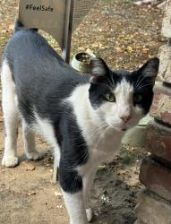 Lost Male Cat last seen North Laurelglen and Ashe, Bakersfield, CA 93309