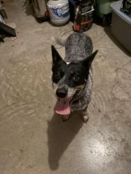 Found/Stray Unknown Dog last seen Beeley Lane, Ashford Park Neighborhood , Rendon, TX 76028