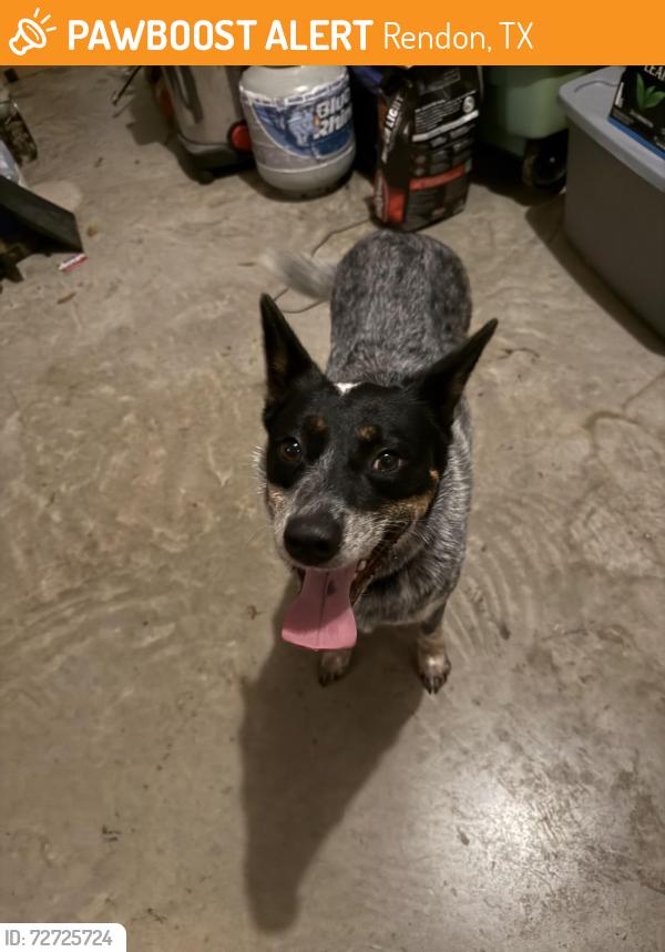 Found/Stray Unknown Dog last seen Beeley Lane, Ashford Park Neighborhood , Rendon, TX 76028