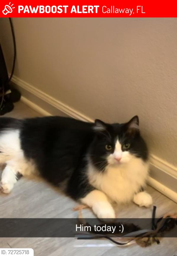 Lost Male Cat last seen Tractor supply callaway fl, Callaway, FL 32404