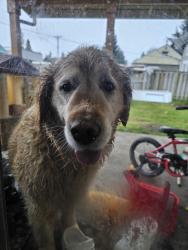 Found/Stray Unknown Dog last seen 110th and Yakima , Parkland, WA 98444