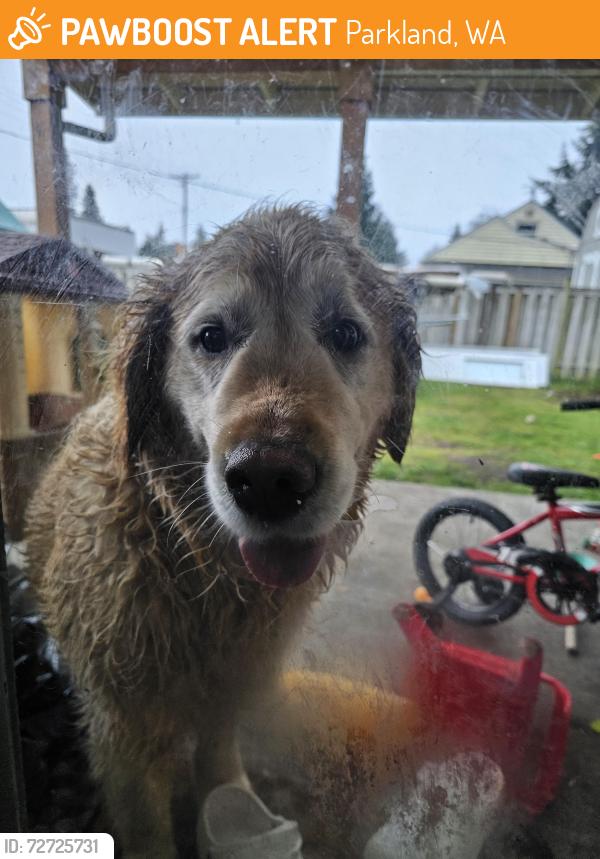 Found/Stray Unknown Dog last seen 110th and Yakima , Parkland, WA 98444