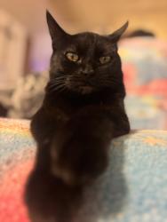 Lost Female Cat last seen Oak hurst park and surrounding neighborhood, Norman, OK 73071