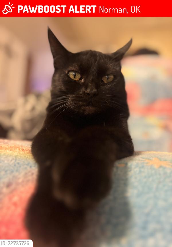 Lost Female Cat last seen Oak hurst park and surrounding neighborhood, Norman, OK 73071