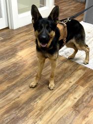 Found/Stray Male Dog last seen Eisenhower and Broadway, San Antonio, TX 78218