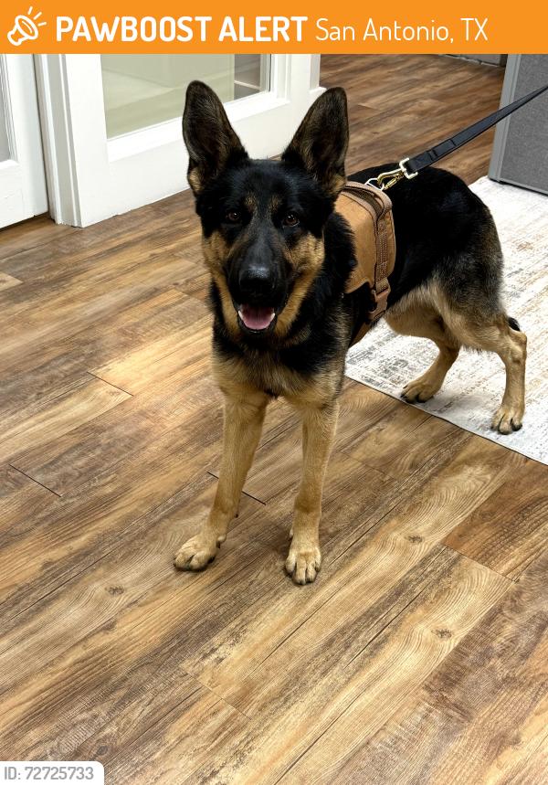 Found/Stray Male Dog last seen Eisenhower and Broadway, San Antonio, TX 78218