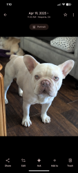 Lost Male Dog last seen Topaz and spruce St. , Hesperia, CA 92345