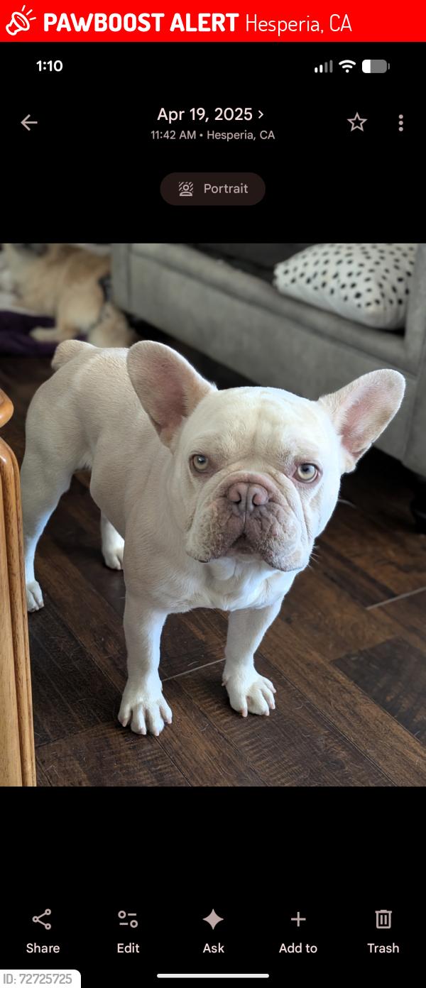 Lost Male Dog last seen Topaz and spruce St. , Hesperia, CA 92345