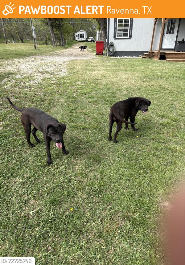 Found/Stray Female Dog last seen Ravenna post office , Ravenna, TX 75476