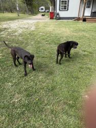 Found/Stray Female Dog last seen Ravenna post office , Ravenna, TX 75476