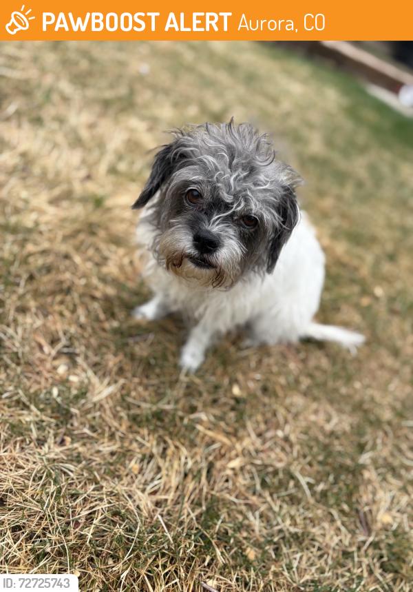 Found/Stray Female Dog last seen Mississippi and chambers , Aurora, CO 80017