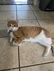 Lost Male Cat last seen Behind the abandon house in front of the vet in the woods, Jackson, MS 39212