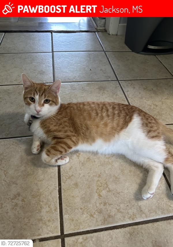 Lost Male Cat last seen Behind the abandon house in front of the vet in the woods, Jackson, MS 39212