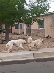 Found/Stray Unknown Dog last seen Was in the middle of road on San Mateo , Albuquerque, NM 87102