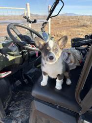 Lost Male Dog last seen Lassetter dr, Red Oak, TX 75154