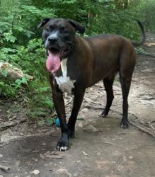 Lost Male Dog last seen North of HWY 36 right off I35, Cameron, MO 64429
