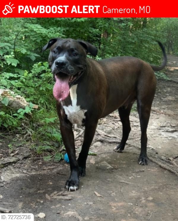 Lost Male Dog last seen North of HWY 36 right off I35, Cameron, MO 64429