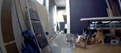 Found/Stray Unknown Cat last seen Manchester Street Nashua NH, Nashua, NH 03064