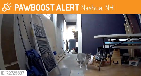 Found/Stray Unknown Cat last seen Manchester Street Nashua NH, Nashua, NH 03064