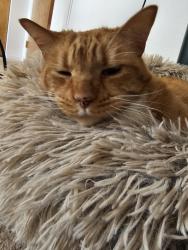 Lost Male Cat last seen Weatherby and Browning, Laramie County, WY 82007