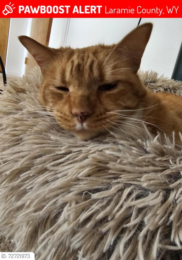 Lost Male Cat last seen Weatherby and Browning, Laramie County, WY 82007
