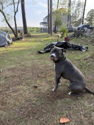 Lost Male Dog last seen Joel Road, Carthage, NC 28327