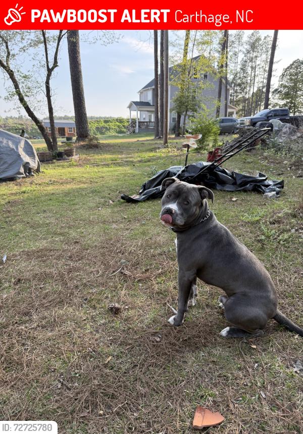 Lost Male Dog last seen Joel Road, Carthage, NC 28327