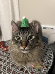 Lost Male Cat last seen S Myrtle Street, Spokane,WA,99223, Spokane, WA 99223