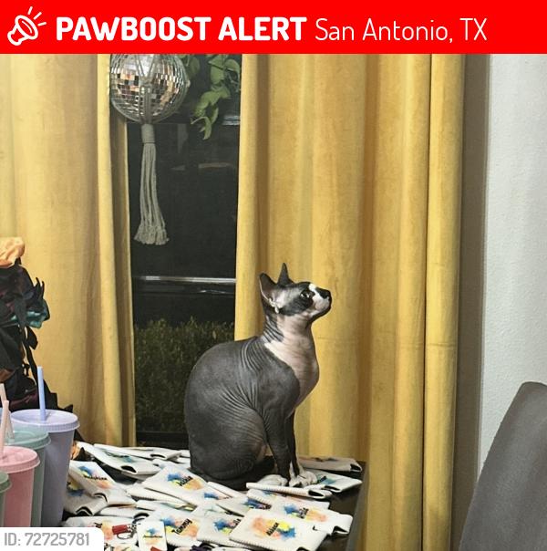 Lost Male Cat last seen Kingbury hill and Bur , San Antonio, TX 78217
