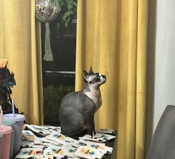 Lost Male Cat last seen Kingbury hill and Bur , San Antonio, TX 78217