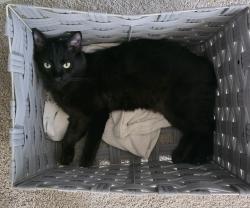 Lost Male Cat last seen Near Delta Dr Fort Mill, Fort Mill, SC 29715