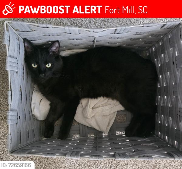 Lost Male Cat last seen Near Delta Dr Fort Mill, Fort Mill, SC 29715