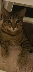 Found/Stray Male Cat last seen Peckham, Fullerton, CA 92833